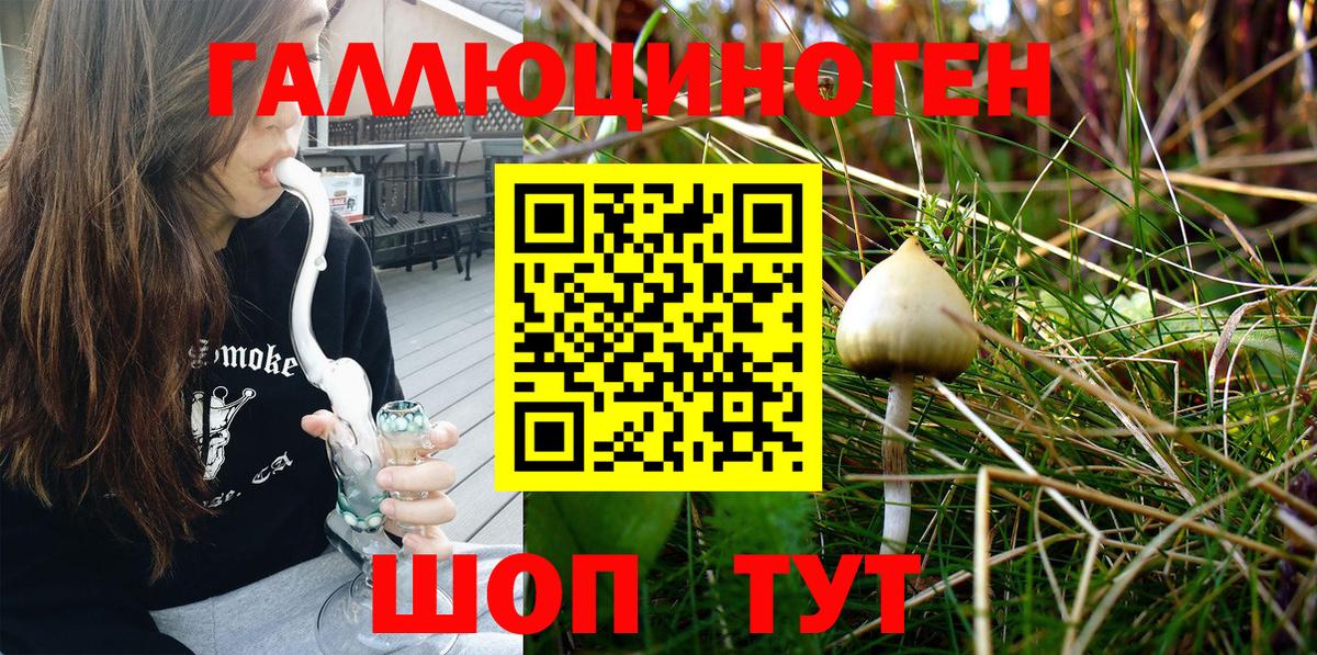 Псилоцибиновые грибы Psilocybe Дивногорск